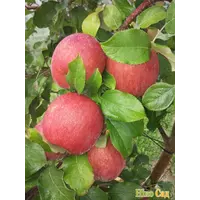 Яблуко Фуджі Кіку 8